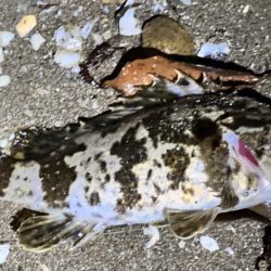 チヌさんはどこ?