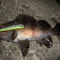 ベイトフィネスメバル　夜光虫に苦戦