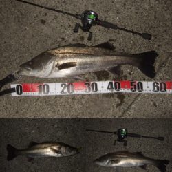 シーバス＆メバルプラッギング