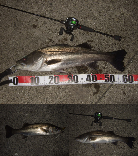 シーバス＆メバルプラッギング