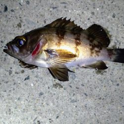 雨上がりでメバリング