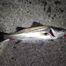 ダイソーって優秀なのでは!?