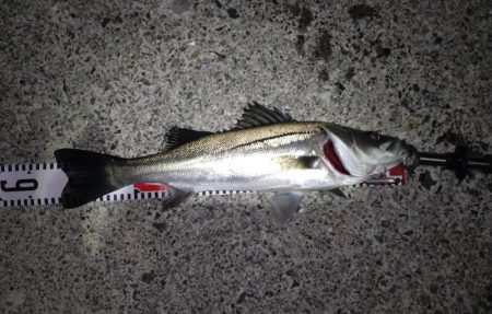 ダイソーって優秀なのでは！？