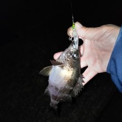 雨上がりのメバリング