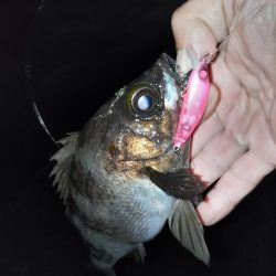 小雨の中のメバリング