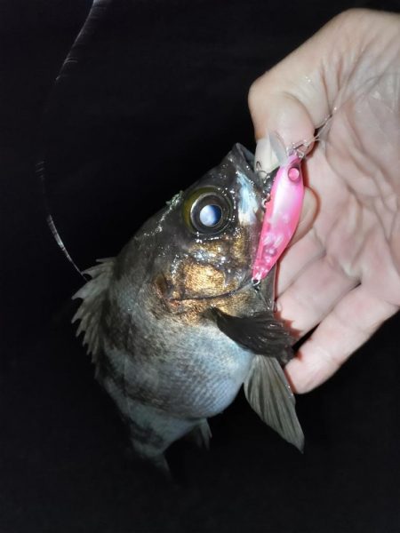 小雨の中のメバリング