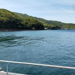 じっと我慢のメジロ