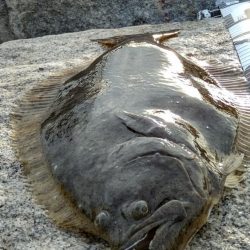 釣り人おらずも魚はいます