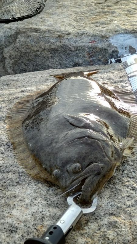 釣り人おらずも魚はいます