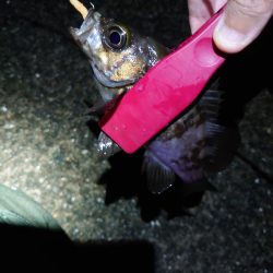 潮位高のメバリング