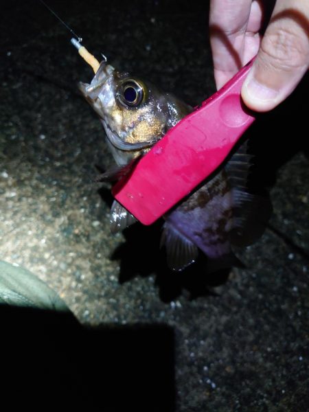 潮位高のメバリング