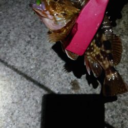 連日メバリング