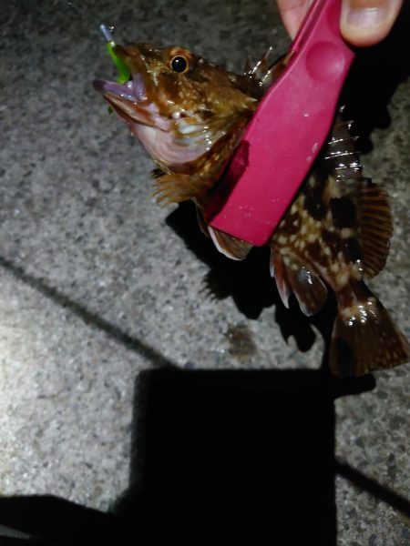 連日メバリング