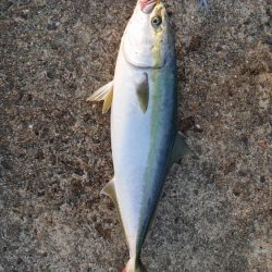 朝一、一発あり