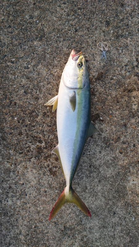 朝一、一発あり