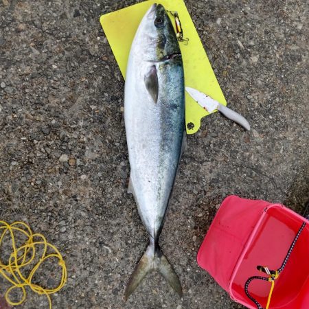 ルアーで初めてのブリ！