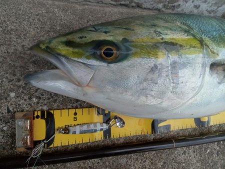 プチsalt water game