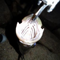 細身のシルエット