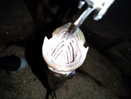 細身のシルエット