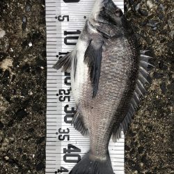 イチノ兄弟（兄）釣果！