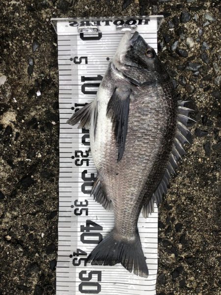 イチノ兄弟（兄）釣果！