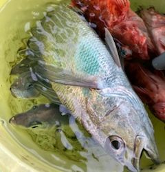 泉州丸さんでクログチ