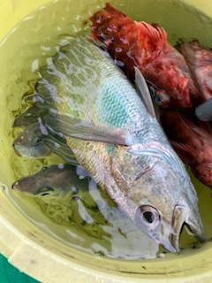 泉州丸さんでクログチ