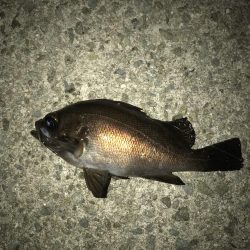 メバルウキ釣り