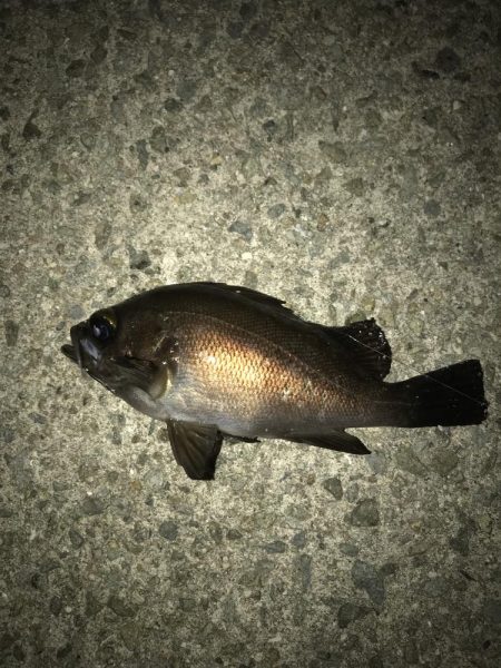 メバルウキ釣り