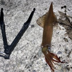 ヤリイカ２日目