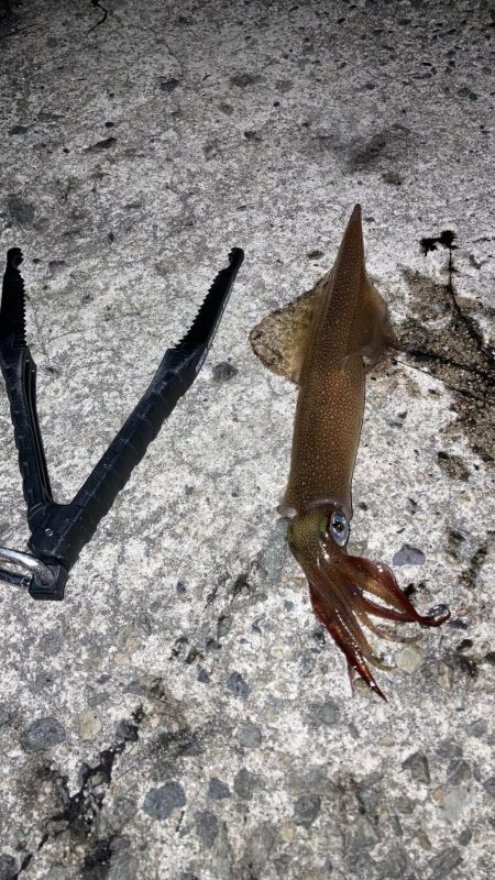 ヤリイカ２日目