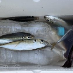 アジは朝が一番