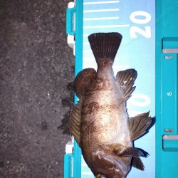 春がきたか?久々二桁