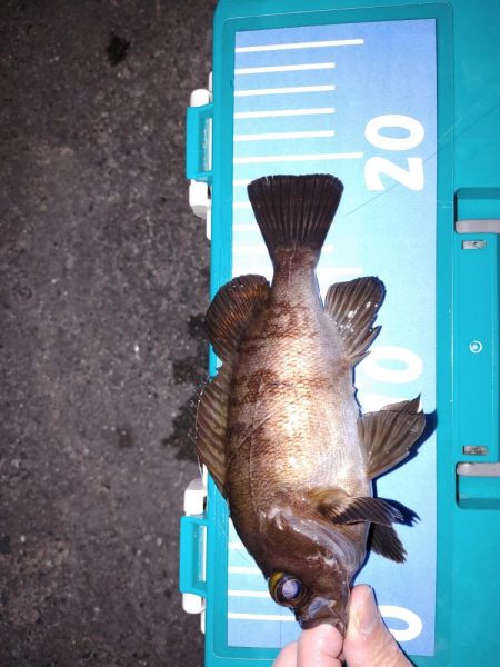 春がきたか?久々二桁