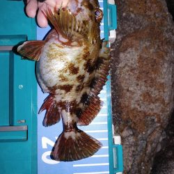 メバリングからガシリング