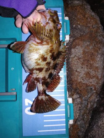 メバリングからガシリング