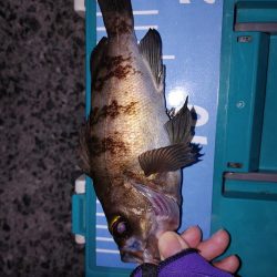 爆風メバリング