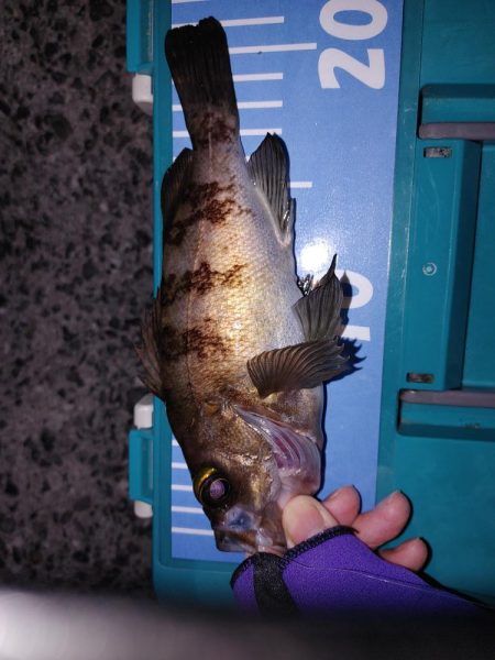 爆風メバリング