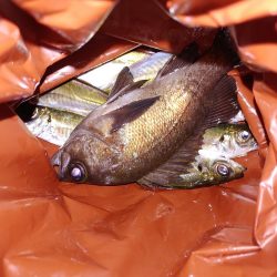 アジングからのメバリング