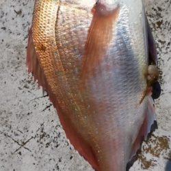 グットなヒラマサ