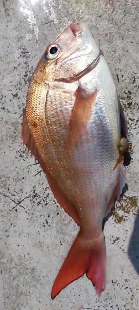 グットなヒラマサ