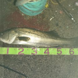 今年初バチパターンで