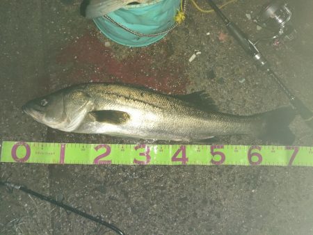 今年初バチパターンで