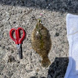 陸は満開　海は咲きだし