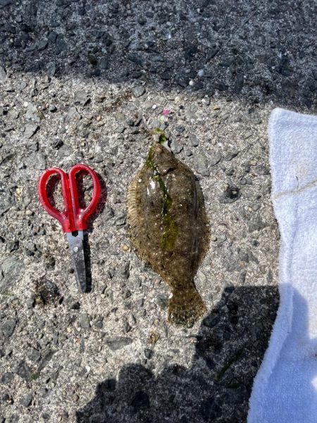 陸は満開　海は咲きだし