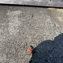 カレイはどこっすか？