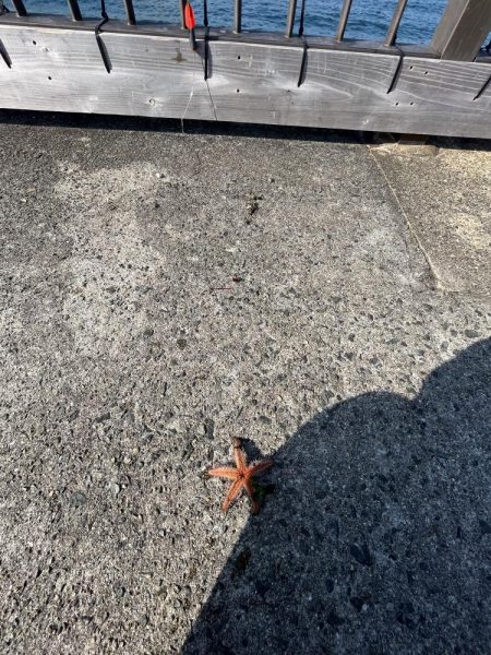 カレイはどこっすか？