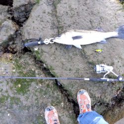 4月初めてルアーで釣れた