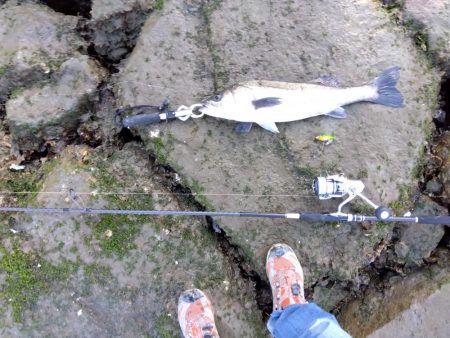 4月初めてルアーで釣れた