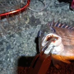 2023/03/30 南港ライトゲーム釣行